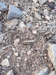 Acrotylus