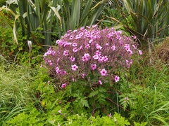 Geranium maderense