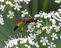 Ichneumon extensorius