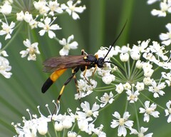 Ichneumon extensorius