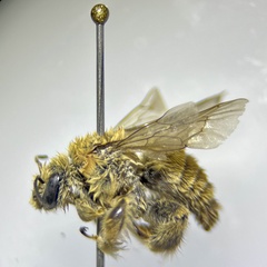 Diadasia