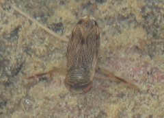 Corixinae