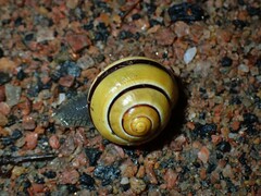 Cepaea nemoralis