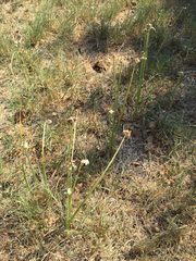 Zephyranthes chlorosolen