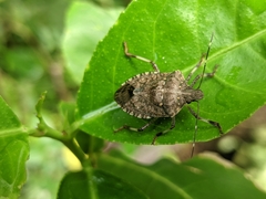 Halyomorpha picus