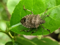 Halyomorpha picus