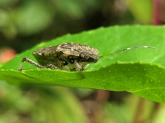 Halyomorpha picus