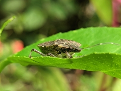 Halyomorpha picus