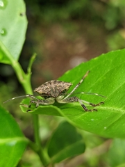 Halyomorpha picus