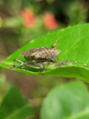 Halyomorpha picus
