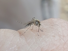 Aedes caspius