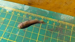 Tachysurus brevianalis