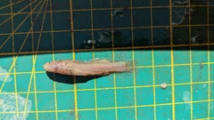 Tachysurus brevianalis