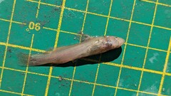 Tachysurus brevianalis