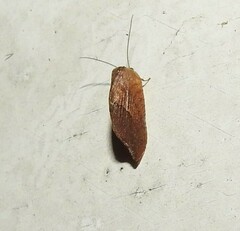 Drepanacra binocula