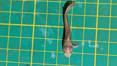 Tachysurus brevianalis