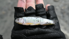 Opsariichthys pachycephalus