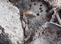 Termitinae