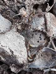 Termitinae