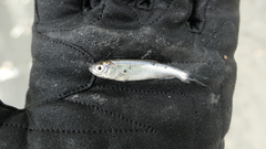 Opsariichthys pachycephalus