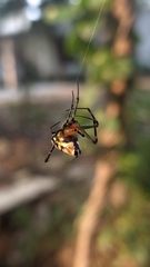 Leucauge fastigata
