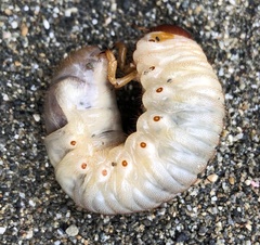 Pericoptus truncatus