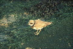 Charadrius hiaticula