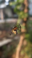 Leucauge fastigata