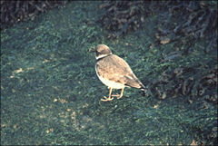 Charadrius hiaticula