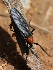 Plecia dimidiata