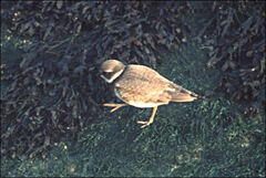 Charadrius hiaticula