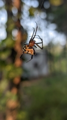 Leucauge fastigata