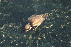 Charadrius hiaticula