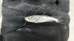 Opsariichthys pachycephalus