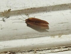 Drepanacra binocula