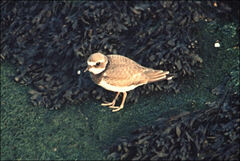 Charadrius hiaticula