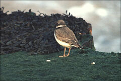 Charadrius hiaticula