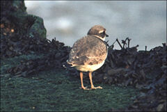 Charadrius hiaticula