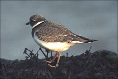 Charadrius hiaticula