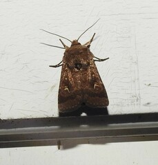 Proteuxoa tetronycha