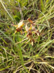 Tulbaghia acutiloba