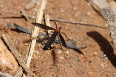 Plecia dimidiata