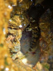 Lipophrys trigloides