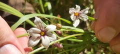 Sisyrinchium micranthum