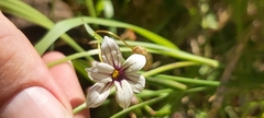 Sisyrinchium micranthum