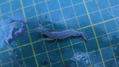 Macrobrachium nipponense