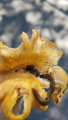 Bipalium pennsylvanicum