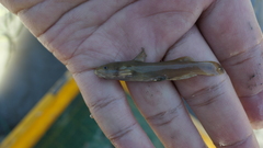 Tachysurus brevianalis