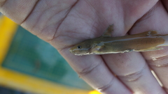 Tachysurus brevianalis