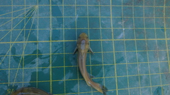 Tachysurus brevianalis